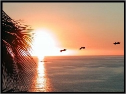 Palma, Zachód, Morze, Pelikany, Słońca