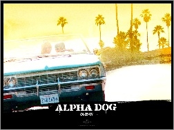 palmy, Alpha Dog, samochód