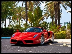 Palmy, Czerwone, Ferrari Enzo