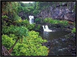 Palmy, Baseny, Maui, Hawaje, Drzewa