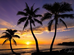 Palmy, Stany Zjednoczone, Wyspa Oahu, Morze, Hawaje, Zachód słońca