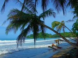 Palmy, Morze, Kostaryka, Plaża