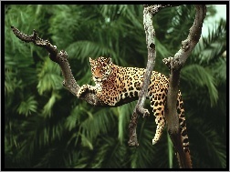 Palmy, Jaguar, Leżący, Drzewa
