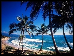 Plaża, Palmy, Morze