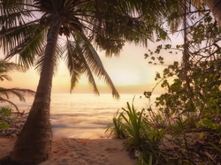 Palmy, Morze, Malediwy, Wschód słońca, Plaża