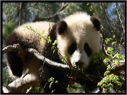Panda, Drzewa