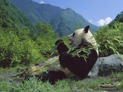 Góry, Panda, Posiłek
