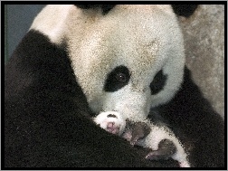 Panda, Młode
