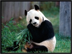 Bambus, Panda, Trawa