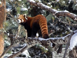 Pandka ruda, Czerwona, Panda, Drzewo