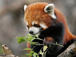 Pandka ruda, Czerwona, Panda, Liście