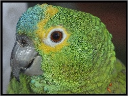 Głowa, Papuga, Amazonka