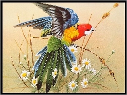 Papuga, Kwiatki