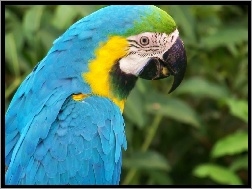 Niebieska, Papuga, Ara