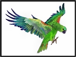 Papuga, Rysunek