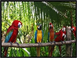 Papugi, Ary