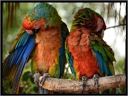 Papugi, Dwie, Gałąź, Kolorowe