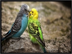 Pocałunek, Papużki, Faliste