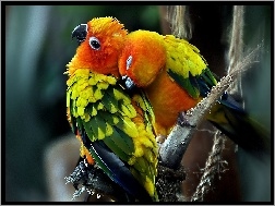 Papużki