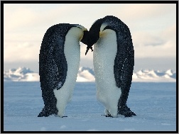 Śnieg, Pingwinów, Para, Pocałunek