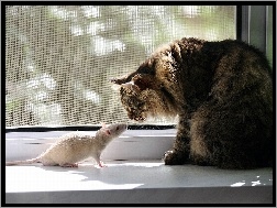 Parapet, Biały, Kot, Szczur