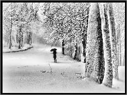 Parasol, Śnieg, Drzewa, Droga, Postać
