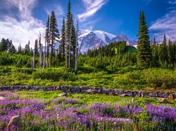 Łąka, Stan Waszyngton, Park Narodowy Mount Rainier, Kwiaty, Łubin, Góry, Stany Zjednoczone, Drzewa