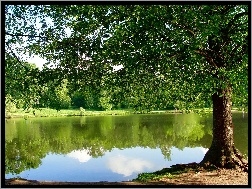 Drzewa, Park, Jezioro