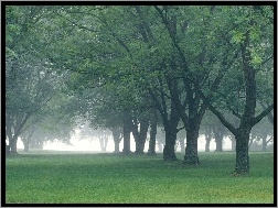 Drzewa, Park, Mgła