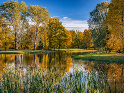 Szuwary, Park, Drzewa, Jesień, Staw