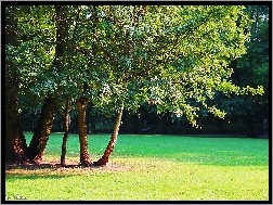 Drzewa, Park, Trawa