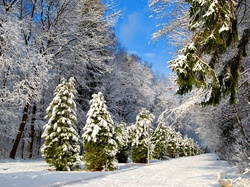 Drzewa, Park, Zima