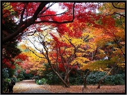 Park, Kolorowe, Jesień, Drzewa