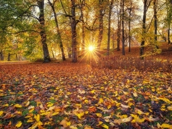 Park, Drzewa, Promienie słońca, Jesień, Liście