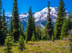 Park Narodowy Mount Rainier, Ośnieżone, Drzewa, Świerki, Stan Waszyngton, Stany Zjednoczone, Kwiaty, Góry, Stratowulkan Mount Rainier