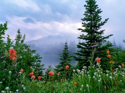 Mgła, Kwiaty, Łąka, Stany Zjednoczone, Waszyngton, Park Narodowy Mount Rainier, Drzewa