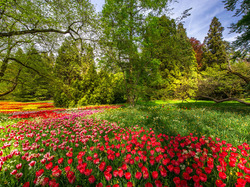 Park, Gałęzie, Niemcy, Ogród, Drzewa, Badenia-Wirtembergia, Wyspa Mainau, Tulipany, Kwiaty, Wiosna, Kolorowe