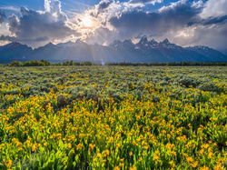 Kwiaty, Drzewa, Chmury, Park Narodowy Grand Teton, Stany Zjednoczone, Promienie słońca, Góry, Łąka