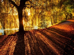 Park, Drzewo, Droga, Jesień, Przebijające światło