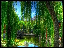 Park, Staw