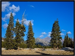 USA, Park Narodowy Yosemite, Drzewa, Góry, Kalifornia