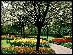 Park, Kolorowe, Tulipany, Kwitnące, Wiosenny, Drzewa