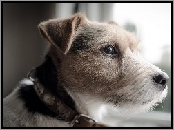 Parson Russell Terrier, Głowa