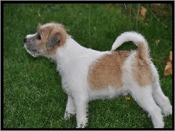 Parson Russell Terrier, Trawa