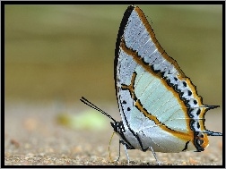 Paski, Motyl, Biały, Miodowe