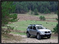 Pastwisko, Dacia Duster, Srebrna, Owce