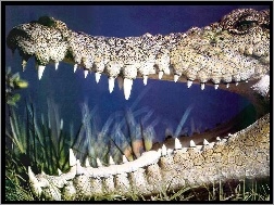 Paszcza, Krokodyla