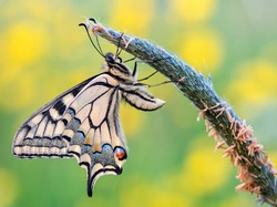 Motyl, Paź królowej, Źdźbło, Makro