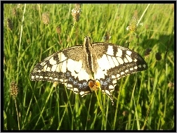 Paź Królowej, Piękny, Motyl