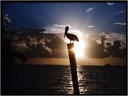 Pelikan, Słońca, Zachód, Morze